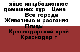 яйцо инкубационное домашних кур › Цена ­ 25 - Все города Животные и растения » Птицы   . Краснодарский край,Краснодар г.